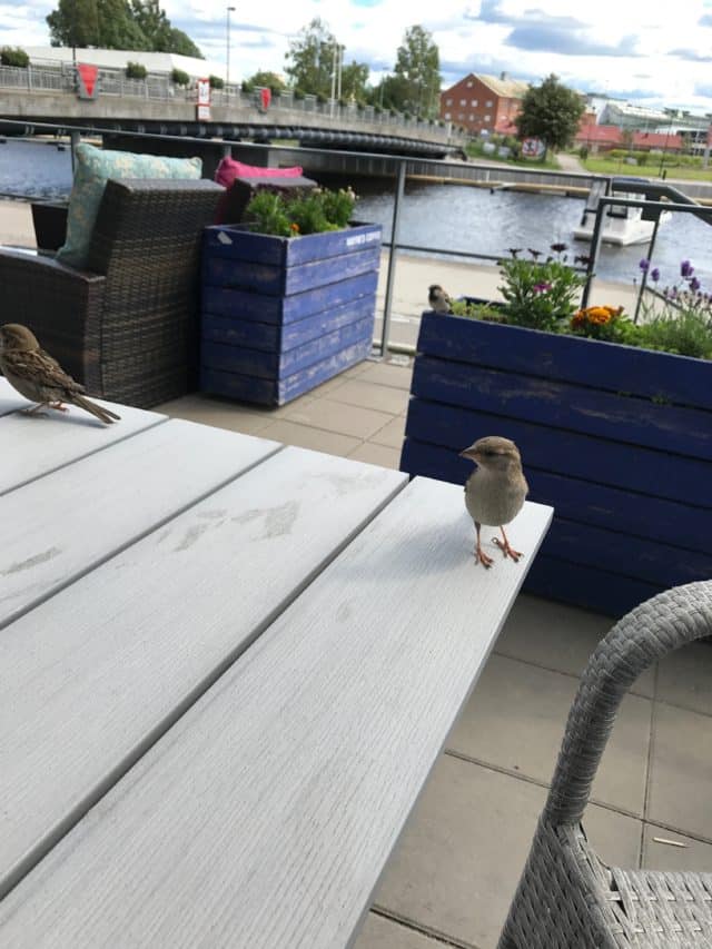 Birds Sitting On A Table Waiting For Food