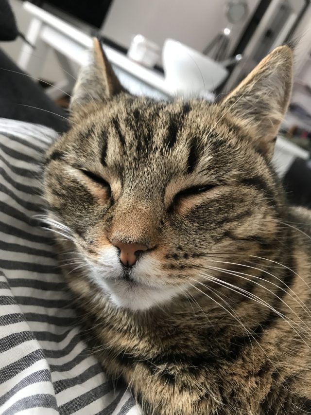 Cat Resting On A Blanket Closeup