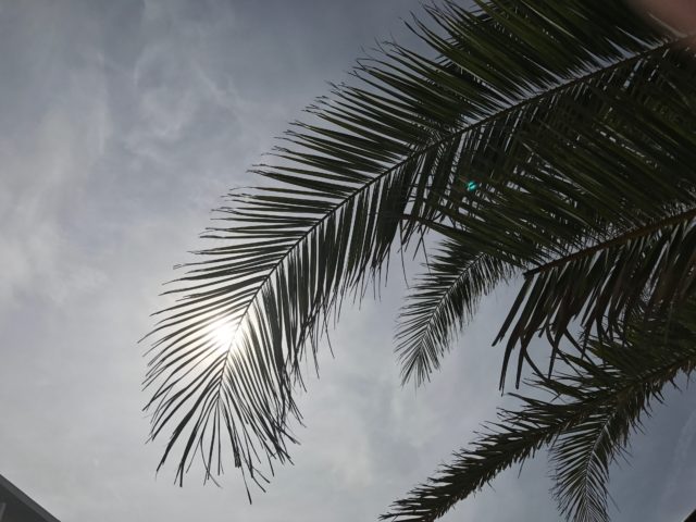 A Palm Tree From Below With The Sky With Thin Clouds And Shaded Sun In The Background In Spain