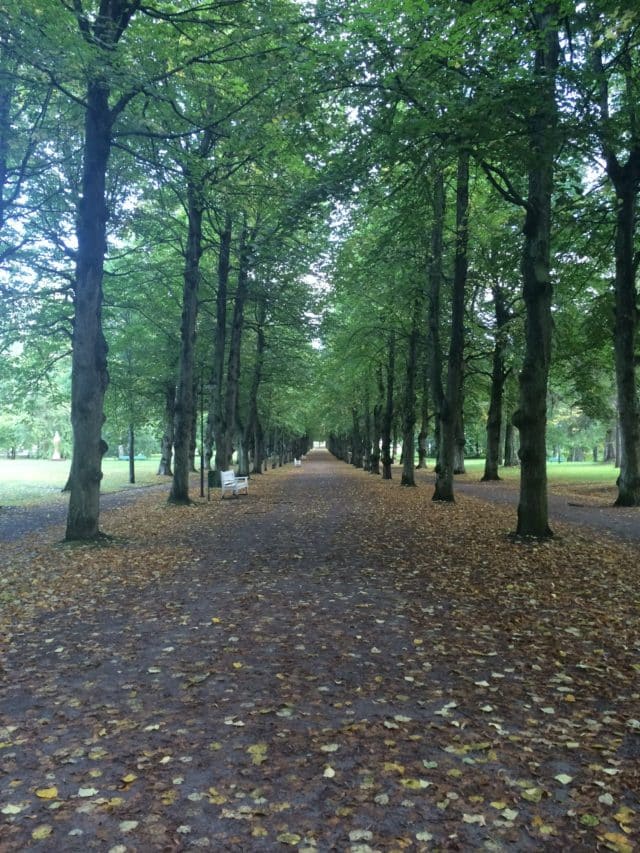 City Park With Long Avenue With Tall Trees On The Sides With Yellow Leaves On The Gravel