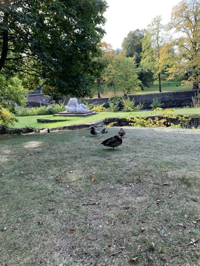 Ducks Stand Together In A Park In The Autumn