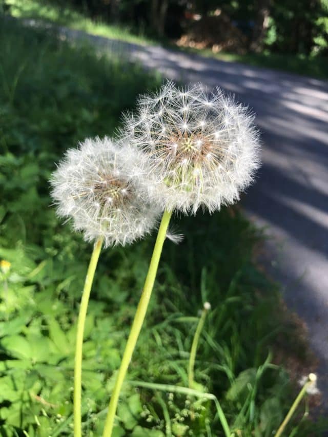 Dandelions In The Grass By A Road