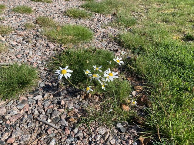White And Yellow Daisy Flowers In Grass And Gravel