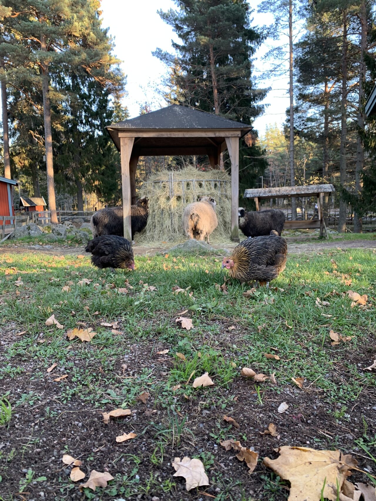 Chickens And Sheep In Front Of A Hay Bale Hut