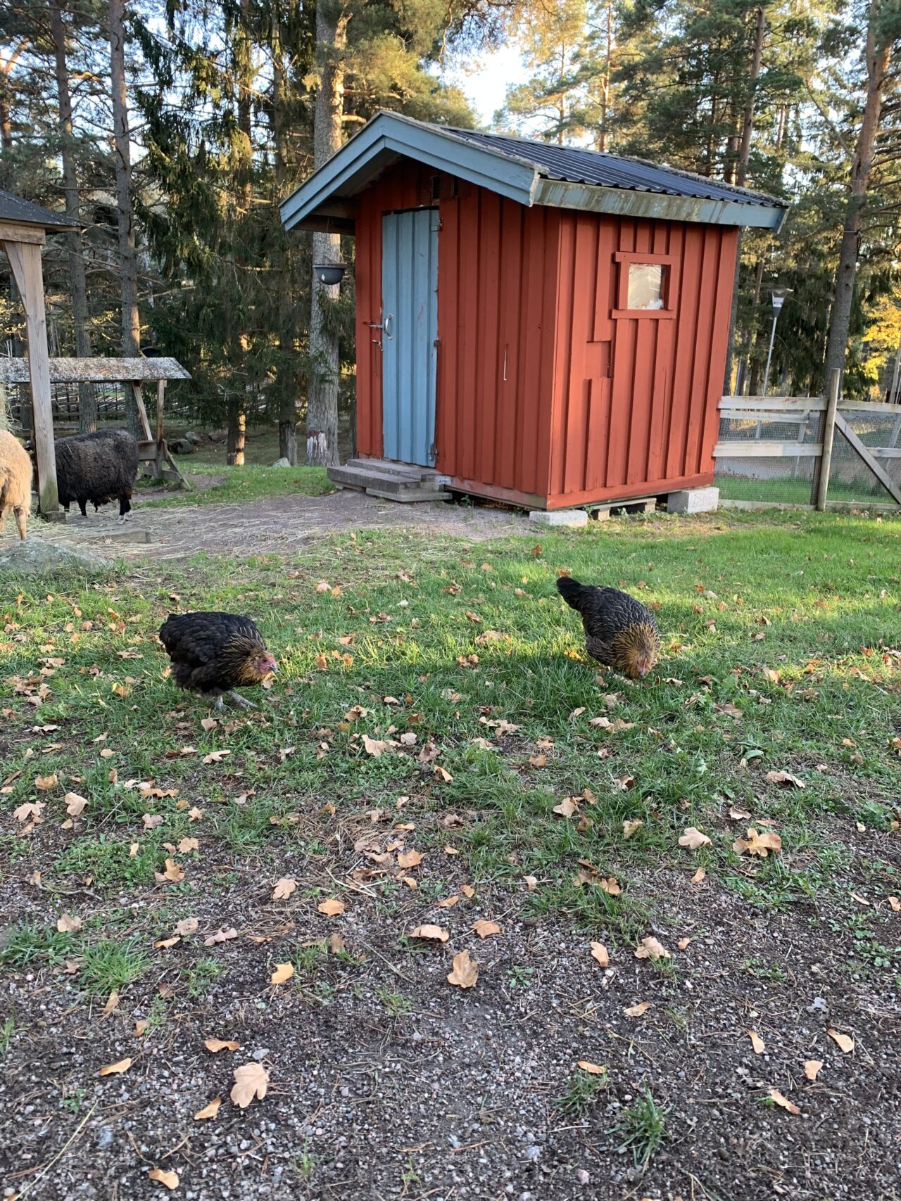 Chickens And Sheep In Front Of A Small Red House