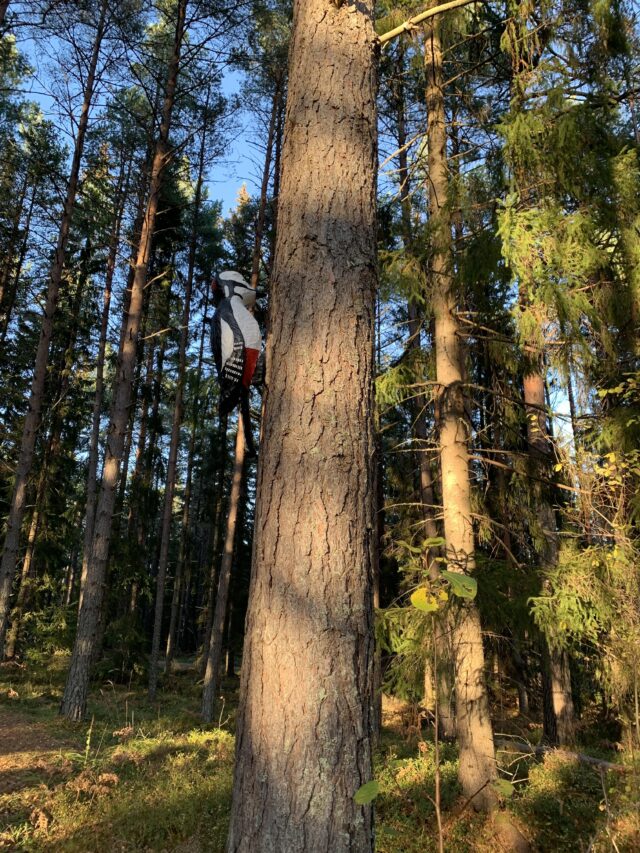 Giant Carved Wooden Woodpecker On Tree In The Forest