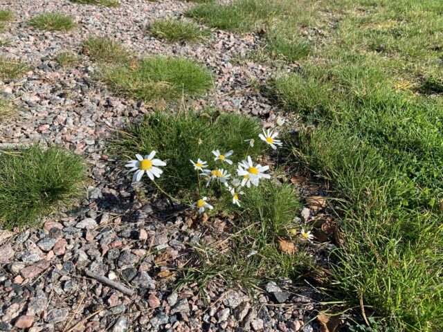 Flower In Grass And Gravel IIn Spring