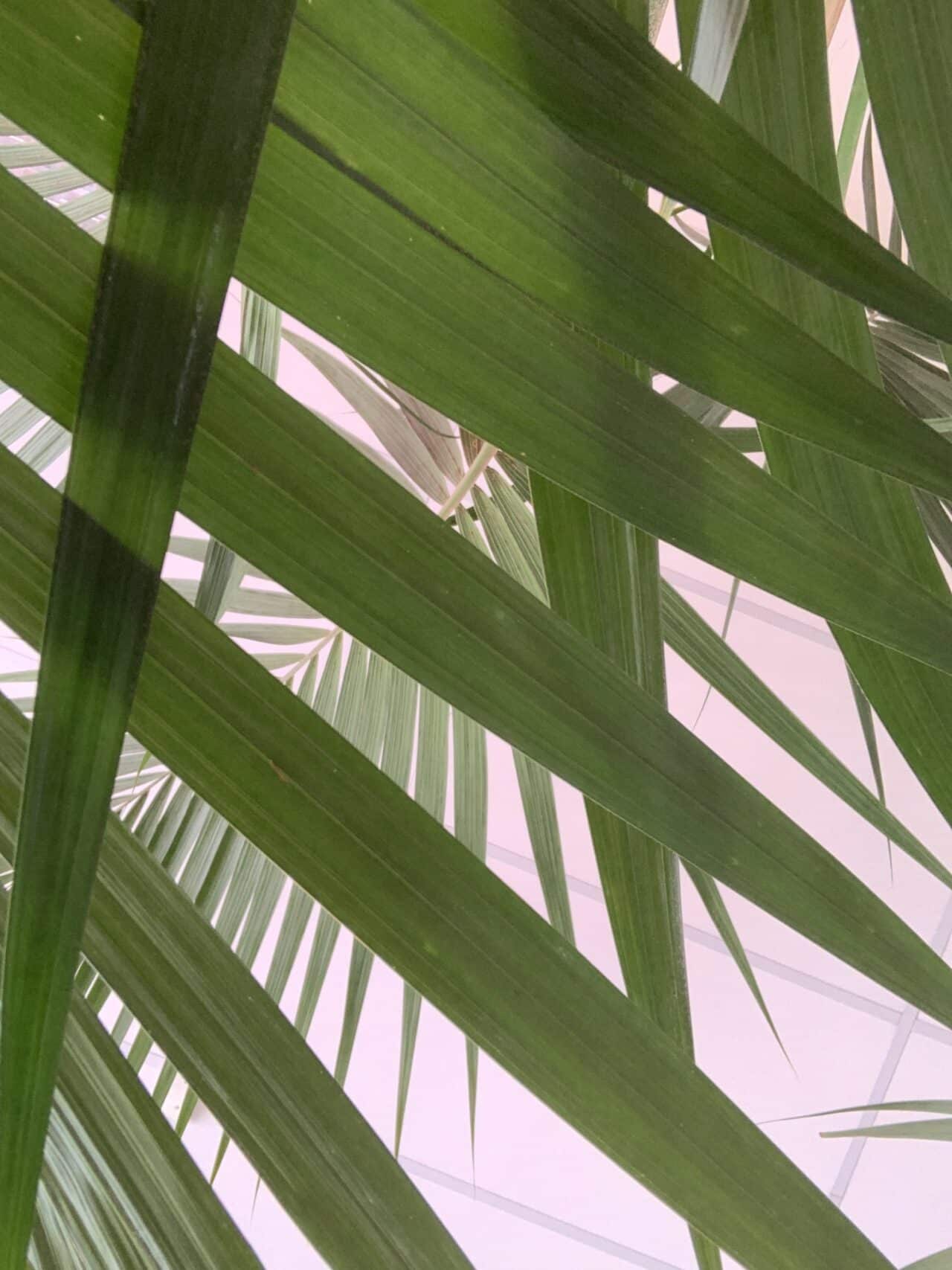 Green Palm Tree Leaves Frans