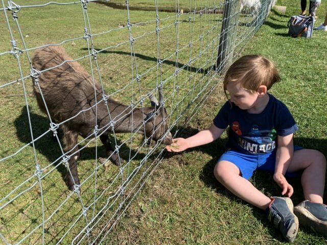 Kid Feeding A Goat Through A Fence