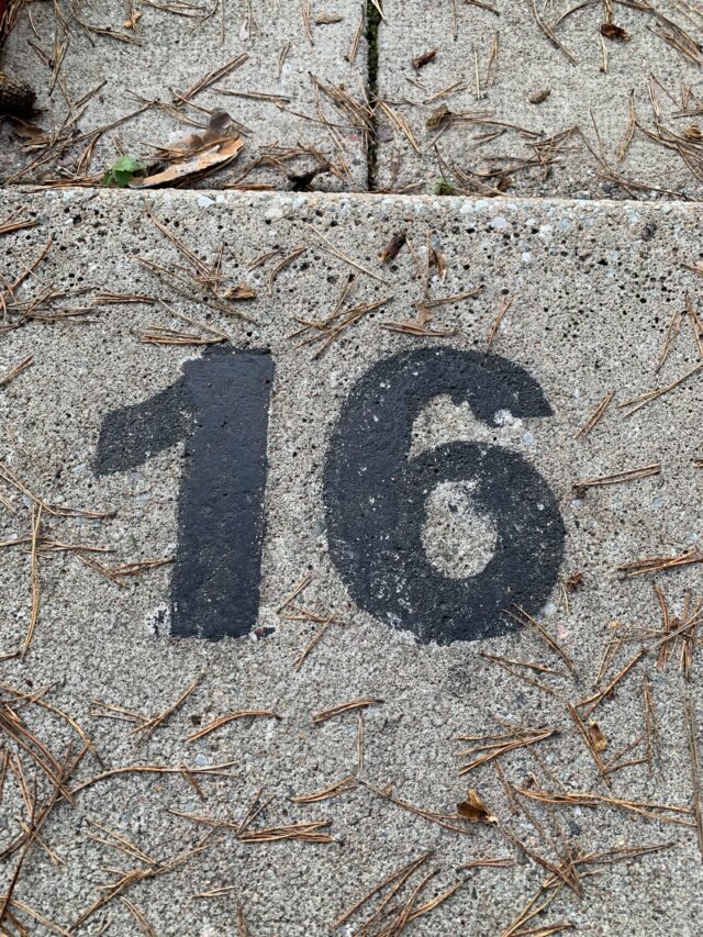 Number 16 Text On Concrete Slab With Pine Needles