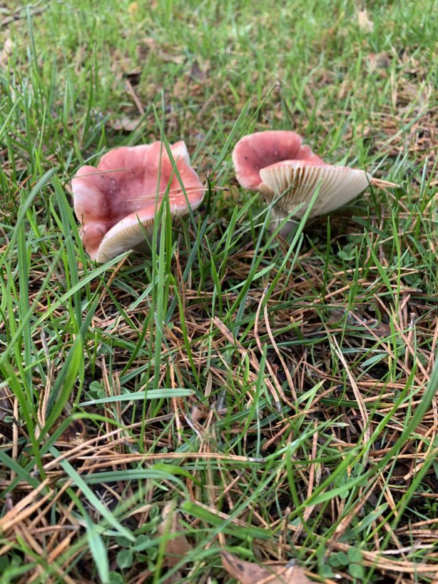 Red Mushrooms In Grass And Pine Needles