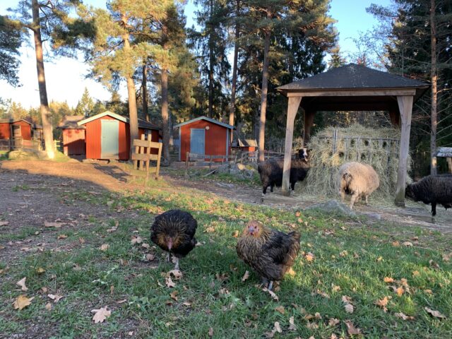 Chickens And Sheep In An Enclosure With Hay