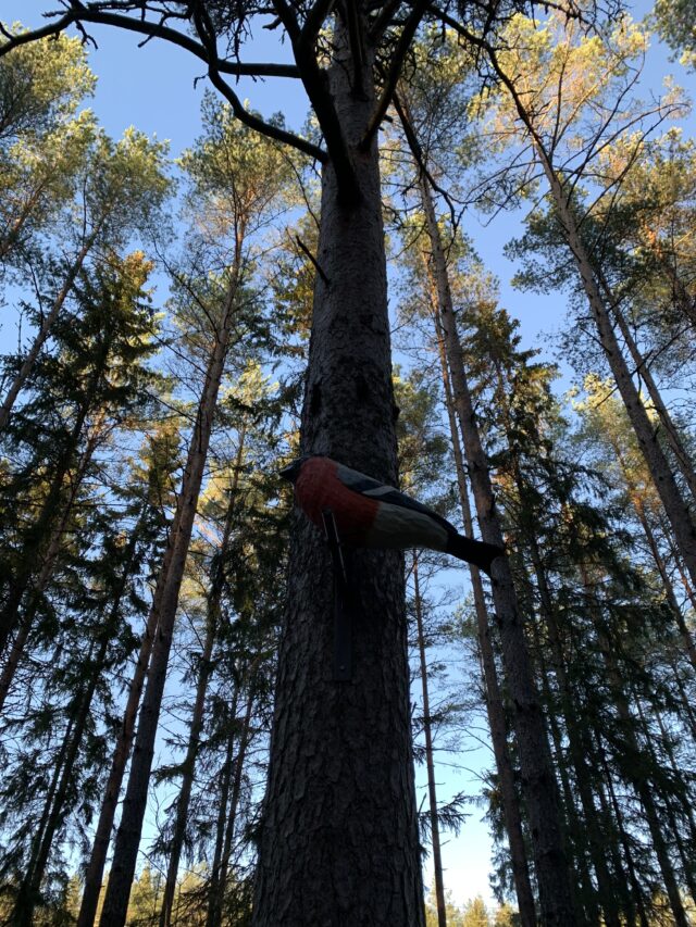 Carved Wooden Bird On A Tree In The Forest With Bly Sky