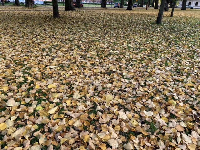 Yellow Leaves On The Ground In City Park