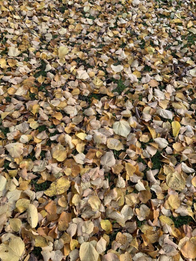 Yellow Leaves On Ground Covering Grass