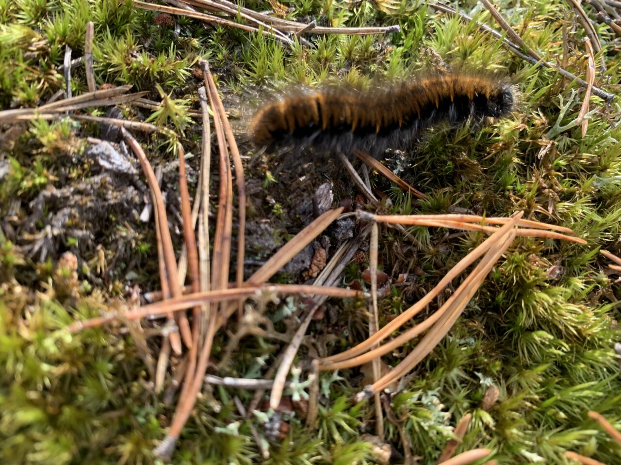 Caterpillar In Coniferous Forest In Scandinavia